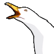 :seagull: