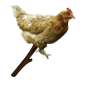 chickenonthesticks4 emoji