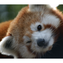 edwinpanda emoji