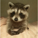 raccoon_plz emoji