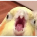screaming-parrot