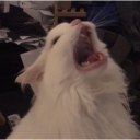 :cat_scream2: