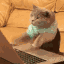 cat typing slack emoji