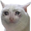 :sadcat: