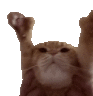 :praisecatq: