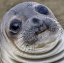 :awkwardseal: