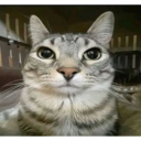 :bruhcat: :bruhcat: