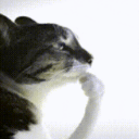 :cat-hmm: