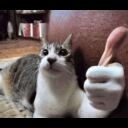 :cat-thumbsup: :cat-thumbsup: