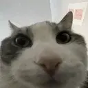 :cat-wires: :cat-wires: