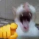 :cat_laugh: