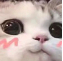 :catblush: