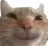 :catsmile: :catsmile:
