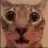 :catwhat: