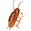 :cockroach-dan: