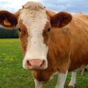 :cow_1: :cow_1: