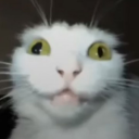 :crazy-cat: :crazy-cat: