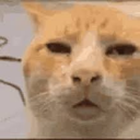 :ewwcat:
