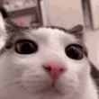 :huh-blink: