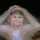 :monke-hand-on-head: