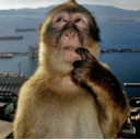 :monkey-ponder: