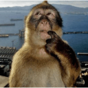 :monkey-thinking: