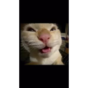 :muhehecat: