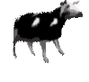 :polish_cow: :polish_cow: