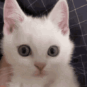 :rawr: :rawr: