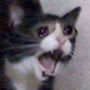 :screaming-cat: