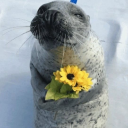 :sealflower: :sealflower: