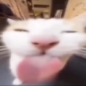 sillybleh