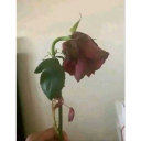 :wilted-rose:
